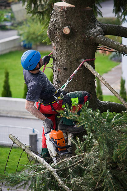 Organic Lawn Care Solutions in East Quogue, NY